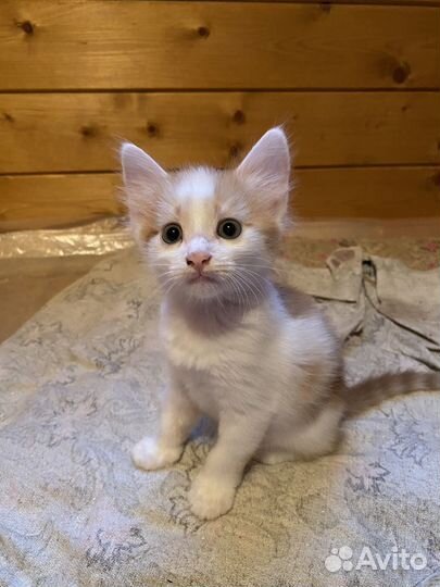 Рыжий котенок мальчик