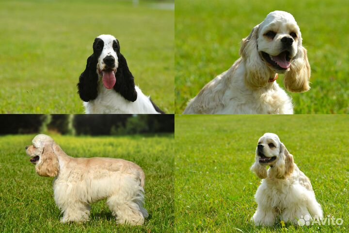 Фотограф анималист