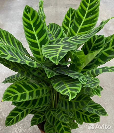 Калатея зебрина