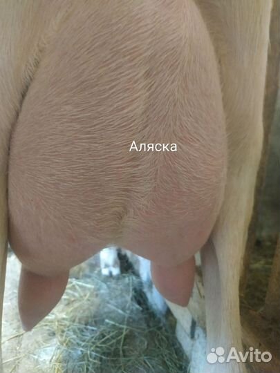 Зааненская, альпийская дойная коза, козочка 8 м