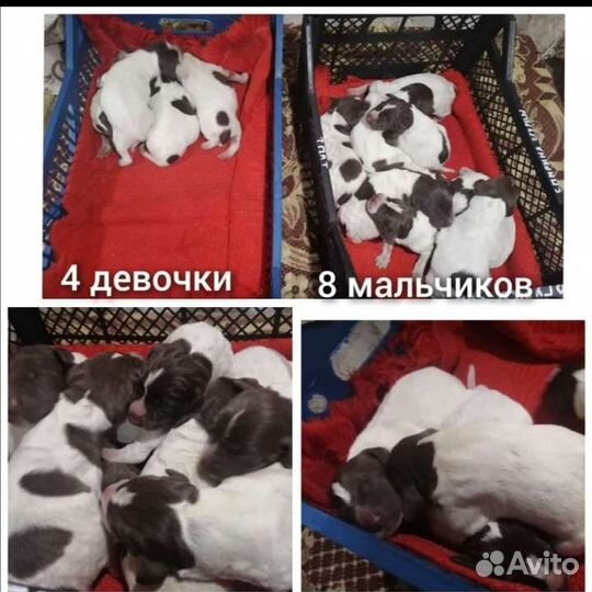 Щенки породы куцхаара