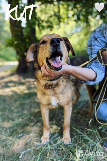 Кит ищет дом