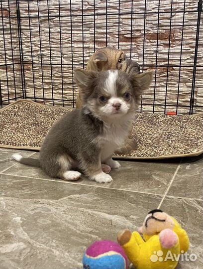 Щенки чихуахуа