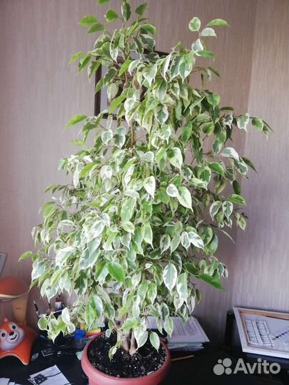 Фикус бенджамина пестролистный