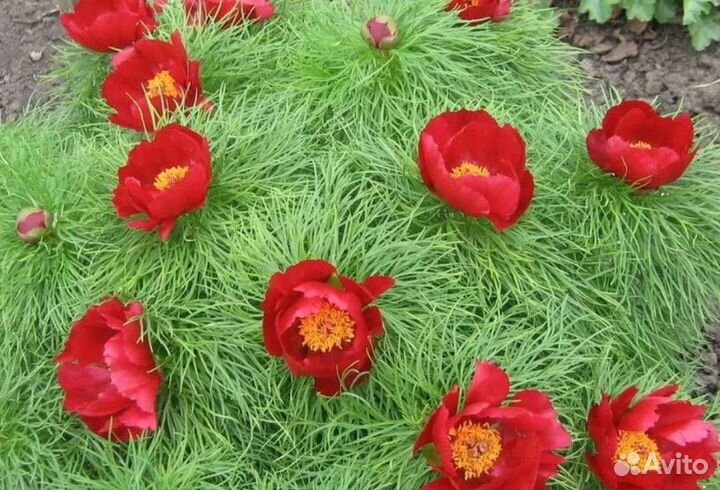 Пион игольчатый