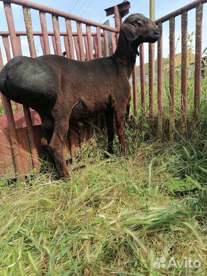 Бараны гиссарские и молодняк