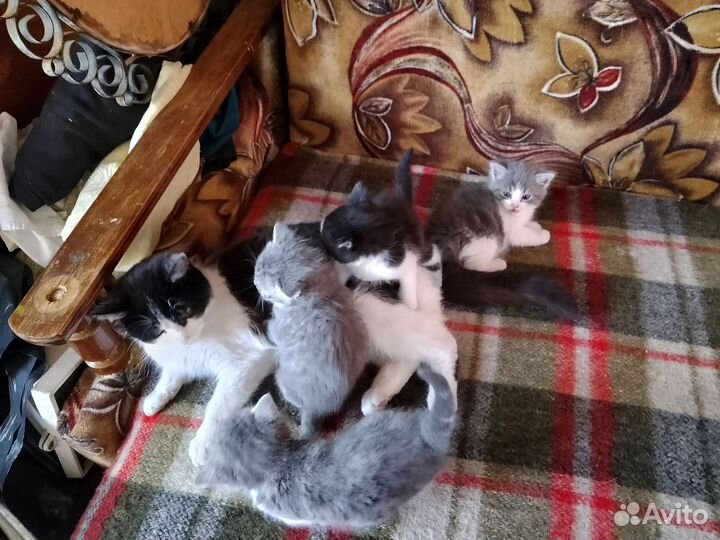 Котята в добрые руки