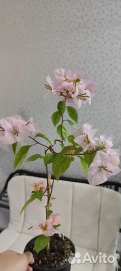 Бугенвиллия Hugh Evans