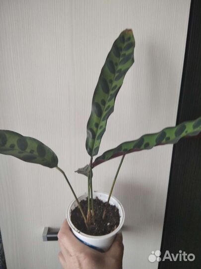 Калатея лансифолия