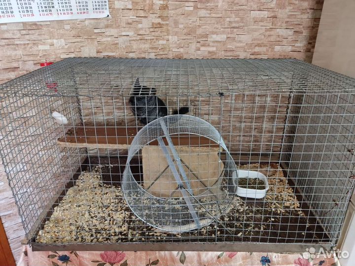 Шиншилла с клеткой, торг уместен
