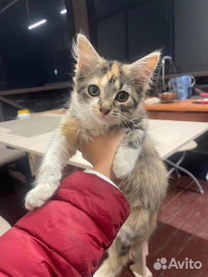 Отдам кота в добрые руки