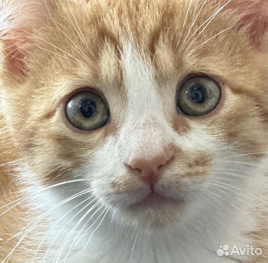 Котенок кот рыжий бездомный в добрые руки