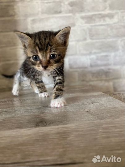 Отдам в добрые руки котят