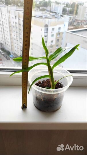 Орхидея дендробиум