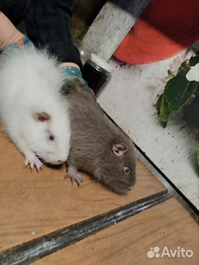 Нутрии на племя