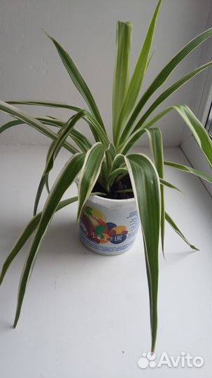 Цветы Хлорофитум с белой полоской