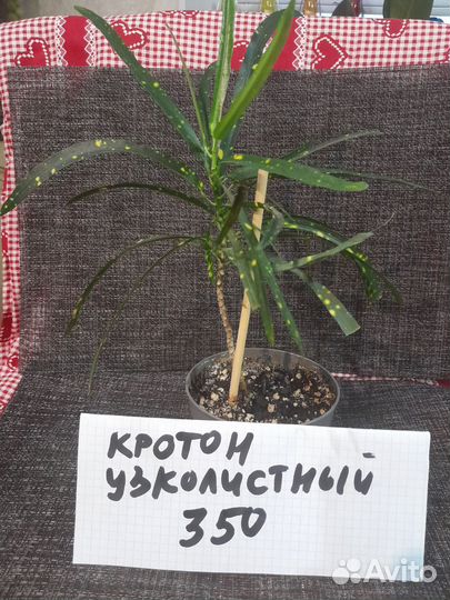 Комнатные растения цветы