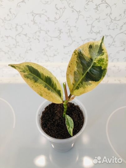 Фикус Шриверианна