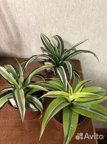 Молочай Тучный.Драцены.Кротон,Ховортии