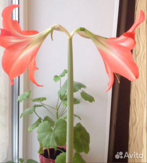 Гиппеаструм