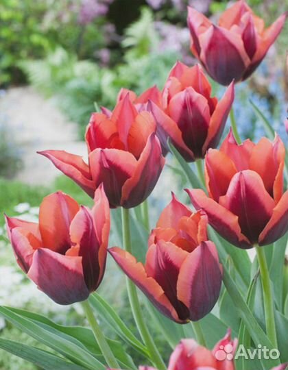 Тюльпан Мувота 1 уп. (3шт.) фракция 11/12