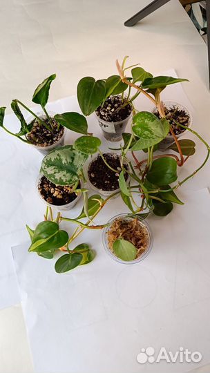 Ароидные, набор лиан 6