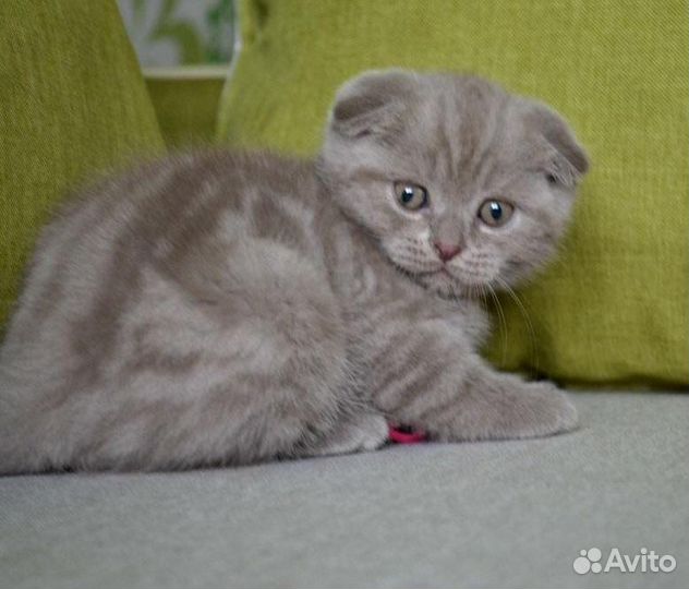 Шотландские мраморные малыши