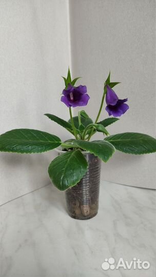 Глоксиния тидея фиолетовая