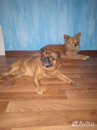 Няня для собаки (передержка)