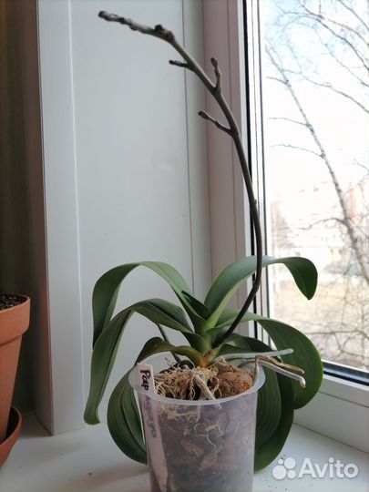 Орхидея фаленопсис