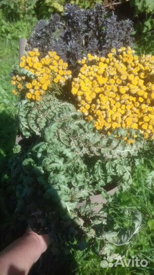 Букеты из трав