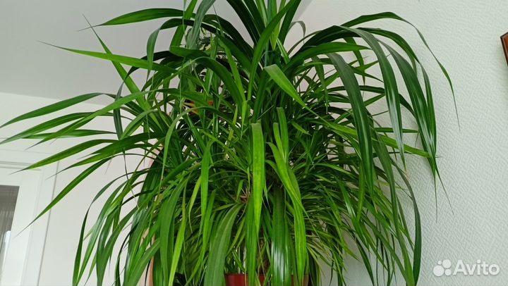 Пальма панданус