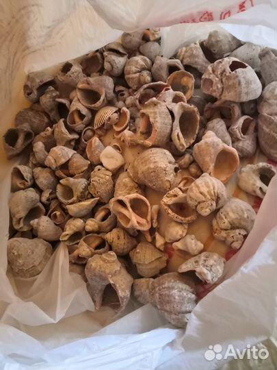 Морские ракушки раковины