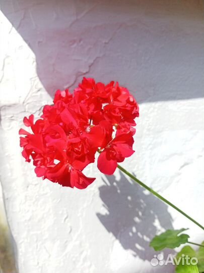 Королевская пеларгония, герань ярко-красная
