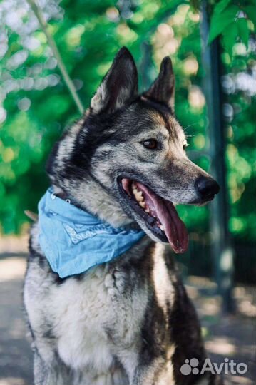 Собака Гром в добрые руки