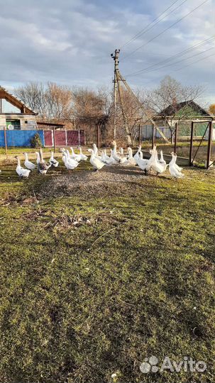 Гусь холмогор