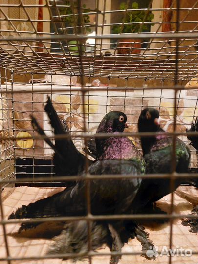 Продажа голубей