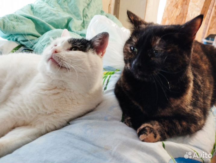 Кошка Гера в добрые руки