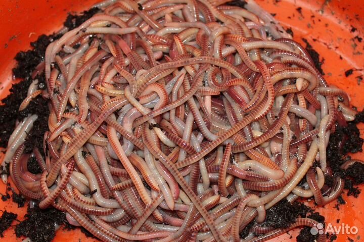 Черви для рыбалки дендробена