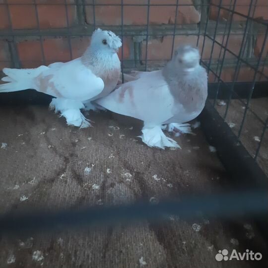 Голуби узбеки