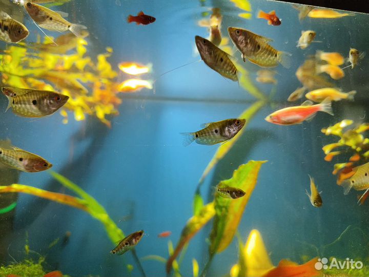 Аквариумные рыбки