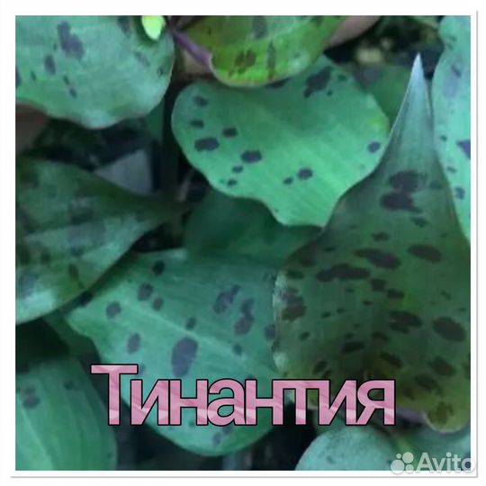 Традесканция