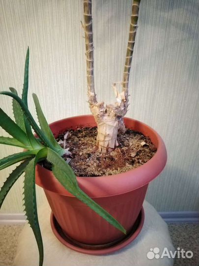 Драцена+ Алоэ Вера