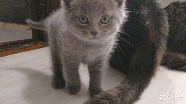 Котенок в дар бесплатно