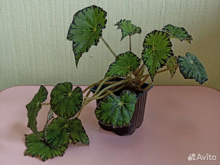 Бегония тигровая