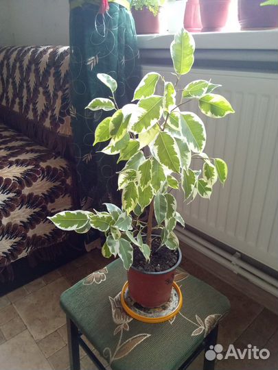 Фикус Бенджамина