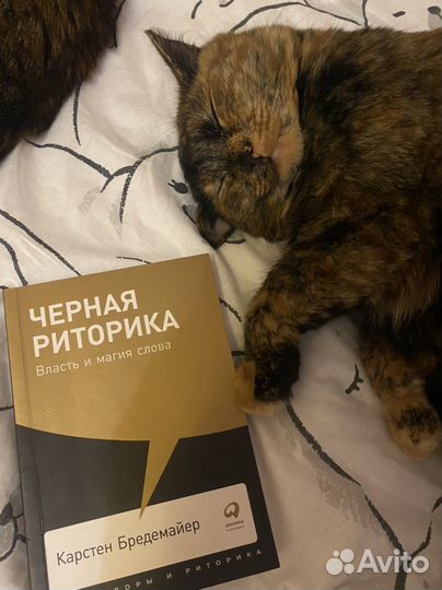 Кошка в добрые руки