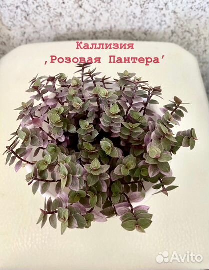 Каллизия Розовая Пантера