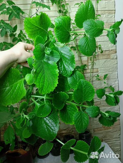 Садовая Мята Плектрантус