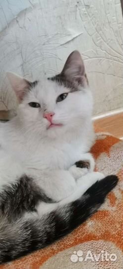 Кошка и кот ищут дом